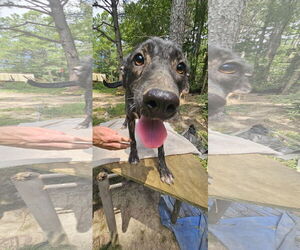 Labrador Retriever-Unknown Mix Dogs for adoption in Corinth, MS, USA