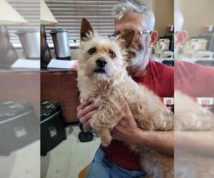 Cairn Terrier Dogs for adoption in Tonopah, AZ, USA