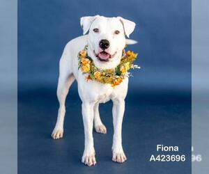 Labrador Retriever-Unknown Mix Dogs for adoption in Conroe, TX, USA