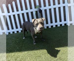 American Pit Bull Terrier Dogs for adoption in Modesto, CA, USA