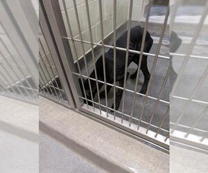 Great Dane-Unknown Mix Dogs for adoption in Upland, CA, USA