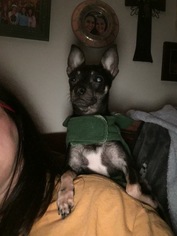 Medium Photo #1 Chihuahua Puppy For Sale in Northport, AL, USA