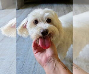 Coton de Tulear Dogs for adoption in Fort Wayne, IN, USA