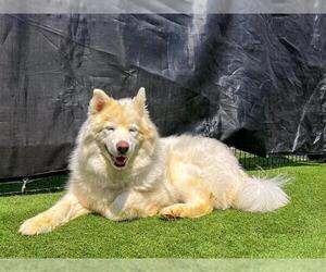 Siberian Husky Dogs for adoption in Orange, CA, USA
