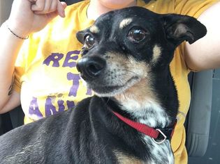 Chiweenie Dogs for adoption in Minneapolis, MN, USA