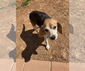 Beagle Dogs for adoption in Chatham, VA, USA