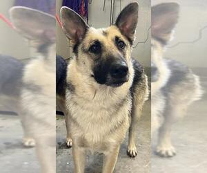German Shepherd Dog Dogs for adoption in Camarillo, CA, USA