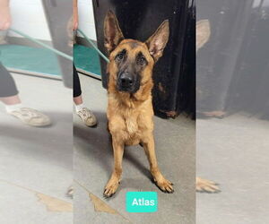German Shepherd Dog Dogs for adoption in Richmond, IN, USA