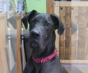 Great Dane Dogs for adoption in Akron, OH, USA