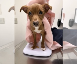 Chihuahua-Unknown Mix Dogs for adoption in Holly Springs, NC, USA
