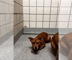 Labrador Retriever-Unknown Mix Dogs for adoption in Pasadena, TX, USA