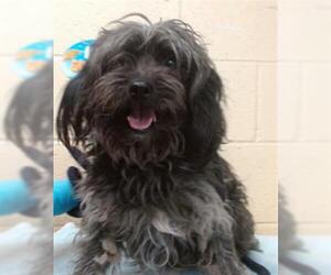 Shih Tzu-Unknown Mix Dogs for adoption in Downey, CA, USA
