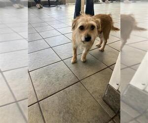 Chihuahua-Unknown Mix Dogs for adoption in San Antonio, TX, USA