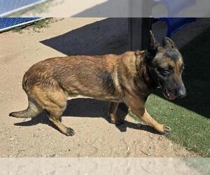 German Shepherd Dog-Unknown Mix Dogs for adoption in HESPERIA, CA, USA