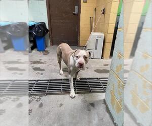 American Pit Bull Terrier Dogs for adoption in Stockton, CA, USA