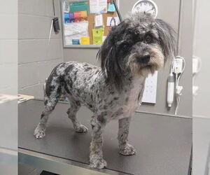 Mutt Dogs for adoption in Las Vegas, NV, USA
