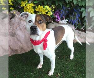 American Pit Bull Terrier-Unknown Mix Dogs for adoption in Oklahoma City, OK, USA
