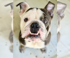 Bulldog-Unknown Mix Dogs for adoption in West Cornwall, CT, USA