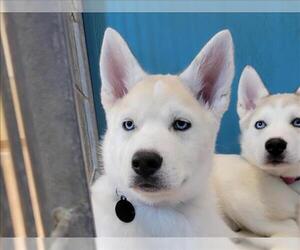 Siberian Husky-Unknown Mix Dogs for adoption in Martinez, CA, USA