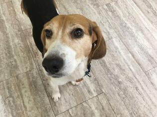 Beagle Dogs for adoption in Orleans, VT, USA