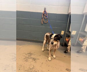 Medium Photo #1 Mutt Puppy For Sale in Tallahassee, FL, USA