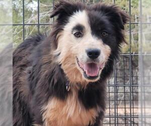 Border-Aussie Dogs for adoption in Kanab, UT, USA