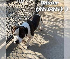 American Pit Bull Terrier-Unknown Mix Dogs for adoption in Tulsa, OK, USA