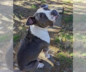American Pit Bull Terrier Dogs for adoption in Seven Valleys, PA, USA