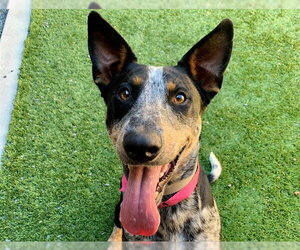 Mutt Dogs for adoption in Moreno Valley, CA, USA