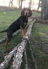 Black and Tan Coonhound Dogs for adoption in Hanover, PA, USA