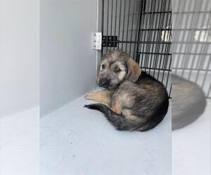 Border Terrier-Unknown Mix Dogs for adoption in Houston, TX, USA