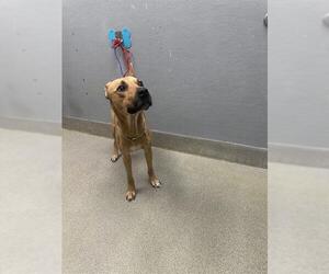 American Pit Bull Terrier-Unknown Mix Dogs for adoption in Las Vegas, NV, USA