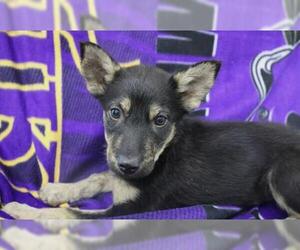 Mutt Dogs for adoption in Thief River Falls, MN, USA