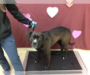 American Pit Bull Terrier Dogs for adoption in Riverside, CA, USA