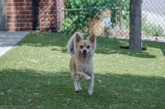 Medium Photo #1 Chiranian Puppy For Sale in Chaska, MN, USA