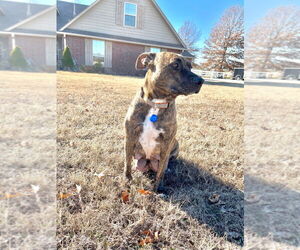 American Pit Bull Terrier Dogs for adoption in Claremore, OK, USA