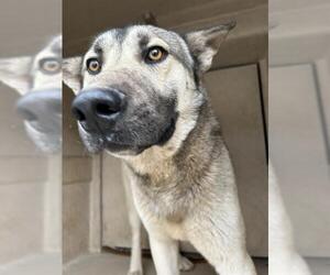 German Shepherd Dog-Unknown Mix Dogs for adoption in Oklahoma City, OK, USA