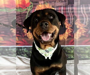 Rottweiler Dogs for adoption in Hillsboro, NH, USA