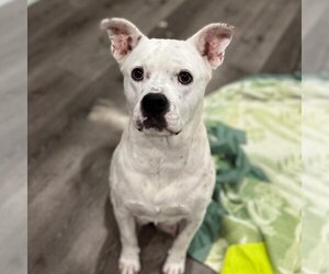 Bullboxer Pit Dogs for adoption in Kanab, UT, USA