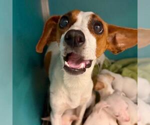 Chihuahua-Unknown Mix Dogs for adoption in San Antonio, TX, USA