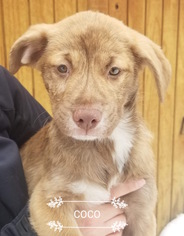 Mutt Dogs for adoption in Blossvale, NY, USA