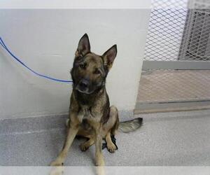 German Shepherd Dog-Unknown Mix Dogs for adoption in Pasadena, TX, USA