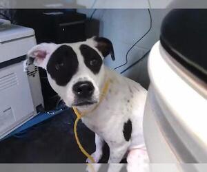 Mutt Dogs for adoption in Tulsa, OK, USA