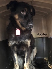 German Shepherd Dog-Unknown Mix Dogs for adoption in Huger, SC, USA