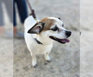 Jack Chi Dogs for adoption in Foristell, MO, USA