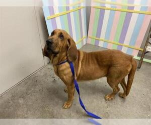 Bloodhound Dogs for adoption in Rosenberg, TX, USA