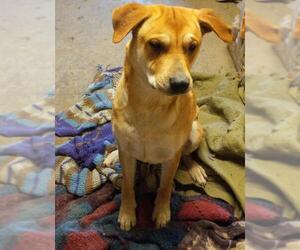 Black and Tan Coonhound-Labrador Retriever-Labrador Retriever Mix Dogs for adoption in Albany, OR, USA