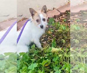 Mutt Dogs for adoption in Newport Beach, CA, USA