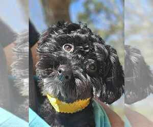 Miniature Labradoodle Dogs for adoption in Raleigh, NC, USA
