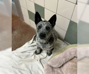 Mutt Dogs for adoption in Salinas, CA, USA